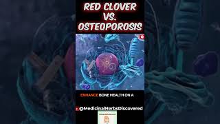 ????Red Clover for Osteoporosis????