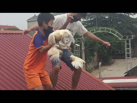 Video Lên Nóc Nhà Là Bắt Con Gà Phiên Bản Quẩy Tung Nóc - youtube