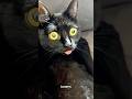 Cute cat dance 😺 #reels #cat #catvideos #funnycatvideos #shorts #trendingshorts #ytcat #funny #cute