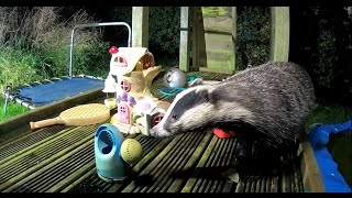 When Animals Come Out To Play Adorable British Wildlife On This Childrens Jungle Gym