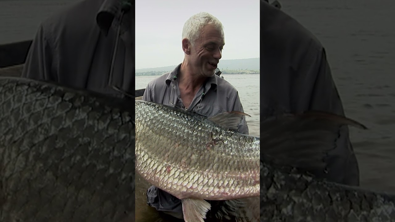 This DEMON FISH is the Ultimate River Monster 