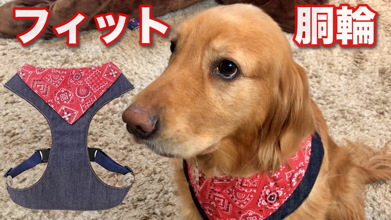 首に脂肪のしこりができちゃったので首輪やめました Youtube