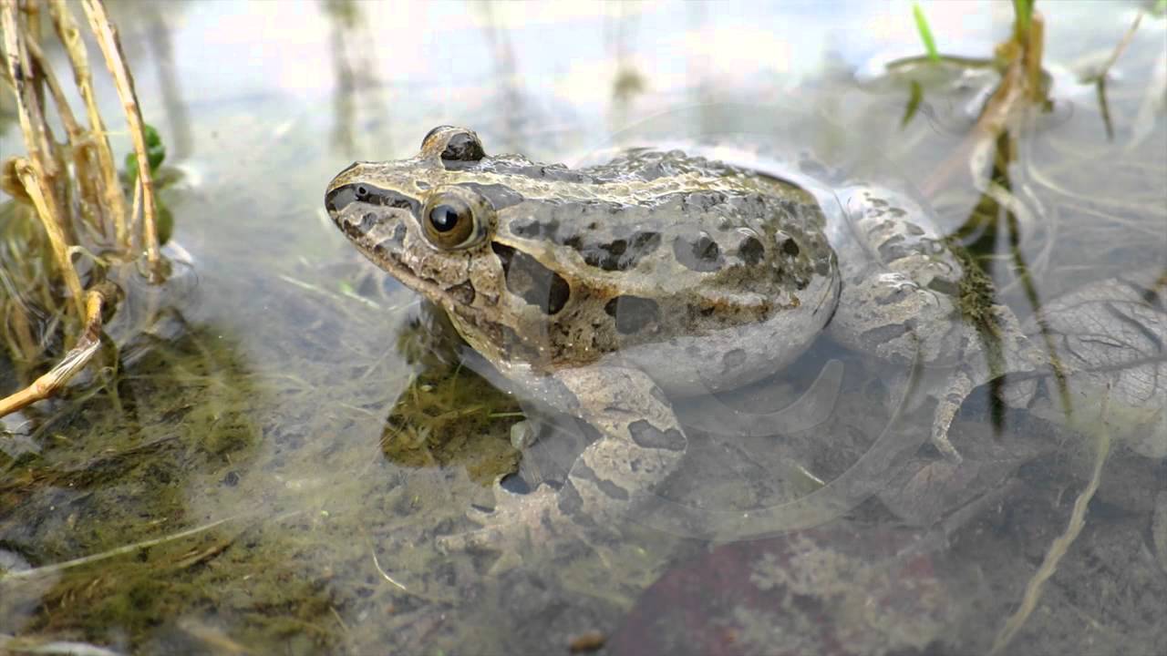 Sapillo pintojo ibérico