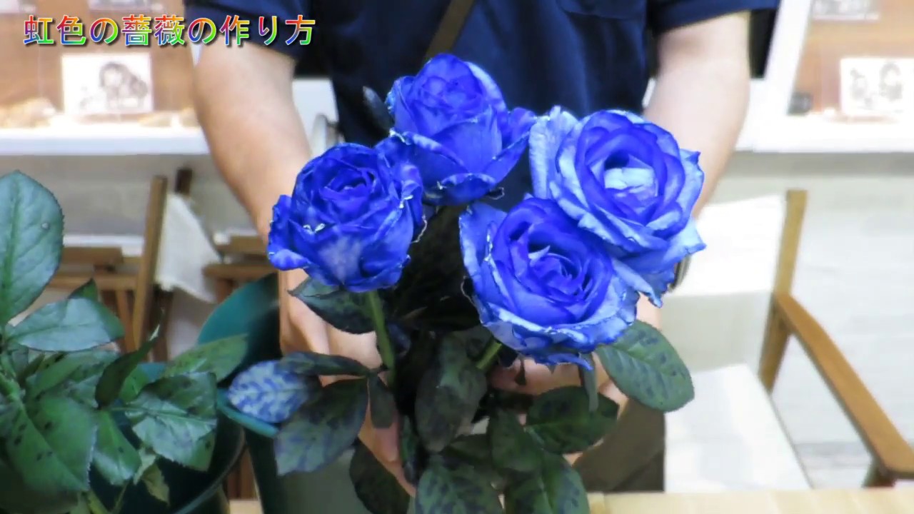 1本1500円 虹色の薔薇 レインボーローズ を作る方法 吉祥寺にあるお花屋さん 花心 Youtube