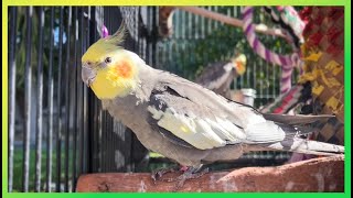 Cockatiels Up Close & in Detail The Bird Sanctuary | 2hrs of Outdoor Playing