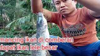 Mancing Di Comberan Ternyata Dapat Ikan Lele Besar