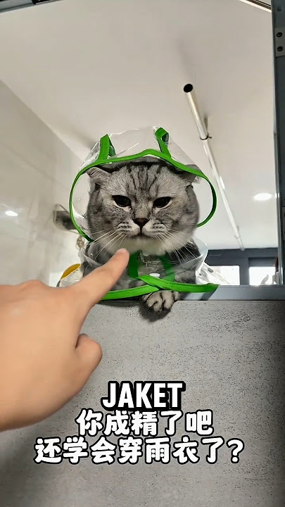 Oreo likes to peek at his owner while he's taking a bath 🙀 #cutecat