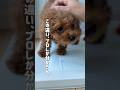 【そっくりだけどやっぱり違う】#子犬飼い主募集中