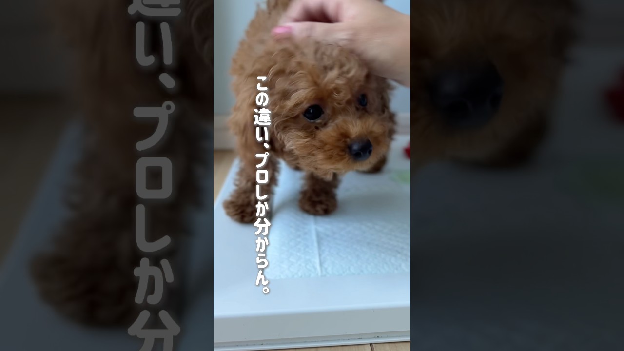 【そっくりだけどやっぱり違う】#子犬飼い主募集中