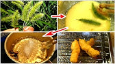 超美味しいザリガニの味噌汁 Youtube