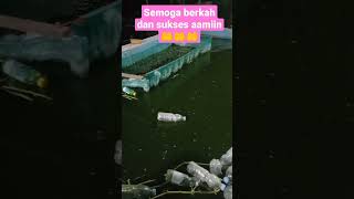 kolam ikan gurame pada malam hari #shorts #gurame #ikan #subscribe
