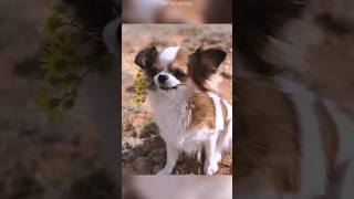 Are Chihuahuas prominent dogs? #chihuahuas #dogs #shorts