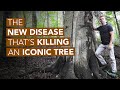 The new disease thats killing an iconic tree
