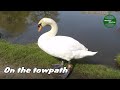 Close encounter with a swan and a heron on the canal towpath