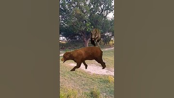 Indominus Rex Dinosaurs Attack | Bear stuck in Jurassic Park #shorts  #dinosaurs