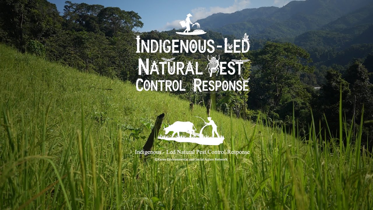 Indigenous-Led Natural Pest Control Response