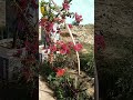 beautiful song 💖💖#shortvideo #song #love #gardening 💚💚💚💚🌿🌿🌿#shortvideo #plantlover