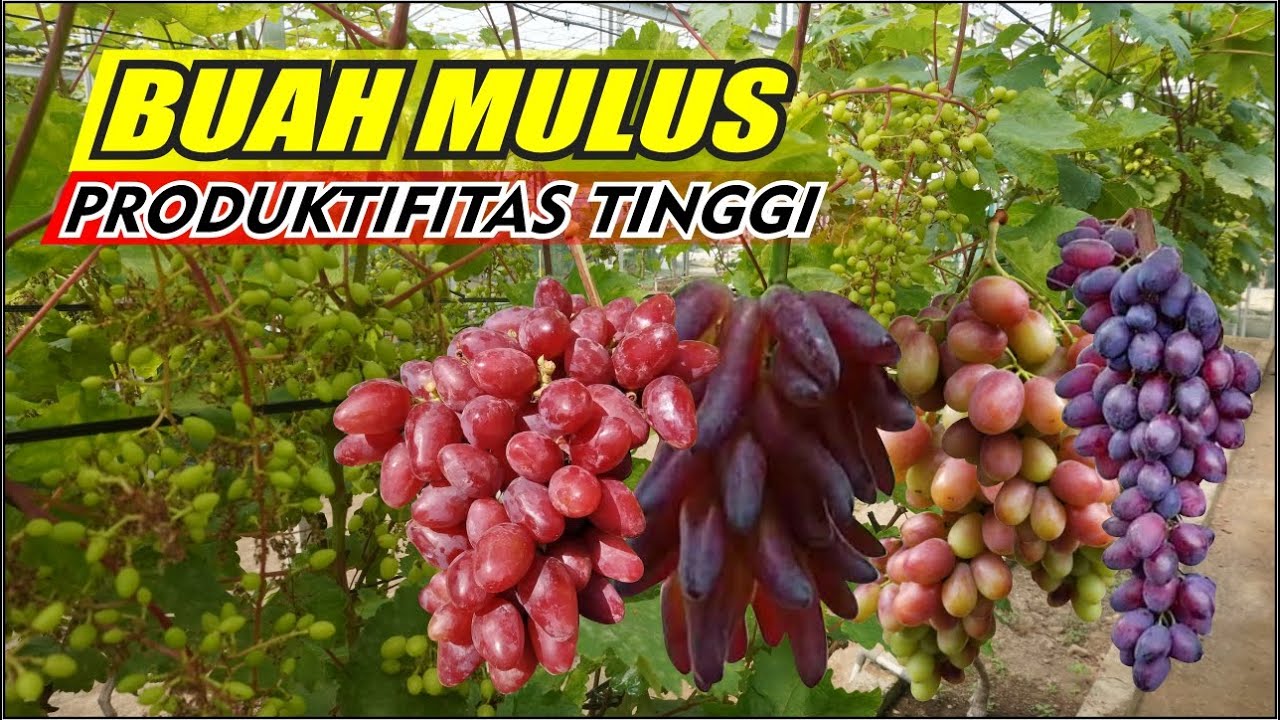 BUAH MULUS PRODUKTIFITAS TINGGI