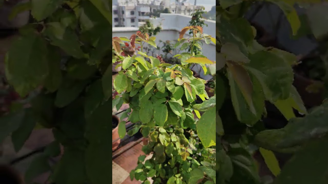 After purning for Fortnite 