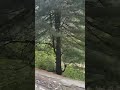 Manali k raste