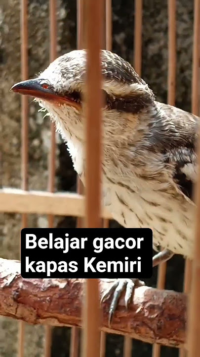 burung kapasan kemiri #burung