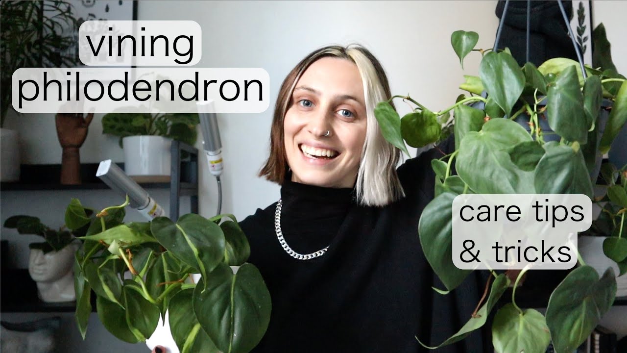 philodendron birkin standort 4