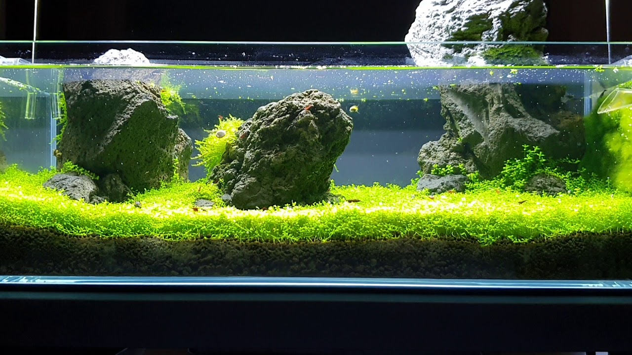 Aquascape with Prawns and Snails YouTube