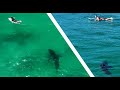 Best footage of great white sharks near surfers 2023 4k