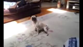 Crazy Pug chasing her tail