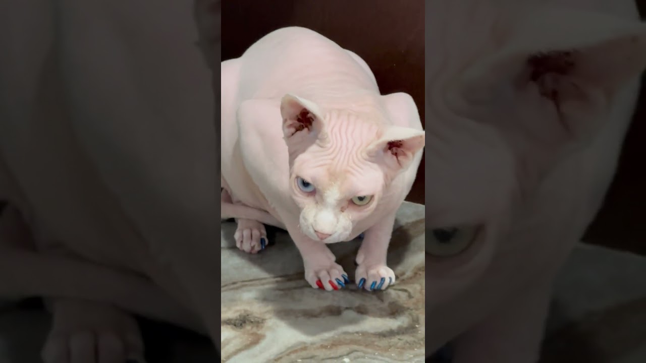 Woman catches her Sphynx cat walking across the stove!