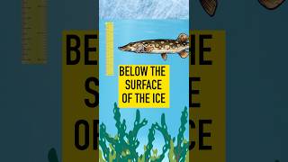 Find Winter Northern Pike - Ontario Ice Fishing #pikefishing #icefishing