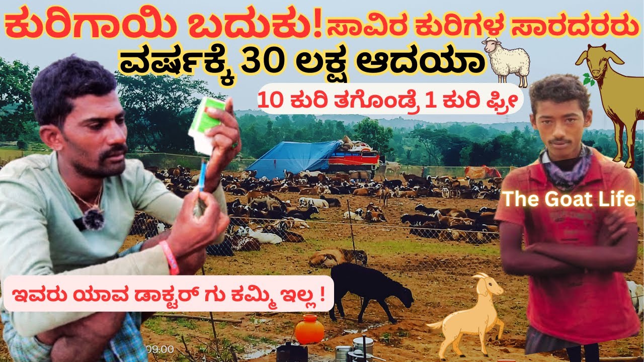ವರ್ಷಕ್ಕೆ 30 ಲಕ್ಷ ಆದಯಾ | 10 ಕುರಿ ತಗೊಂಡ್ರೆ 1 ಕುರಿ ಫ್ರೀ | ಕುರಿಗಾಯಿ ಬದುಕು