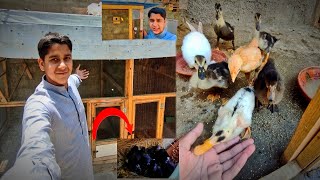 Banglees Ne Bache De Dye Ducks Kaat Ne Lag Gai  | Pets Handler.