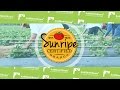 Andnowuknow  sunripe ceo jon esformes discusses social responsibility and new initiatives
