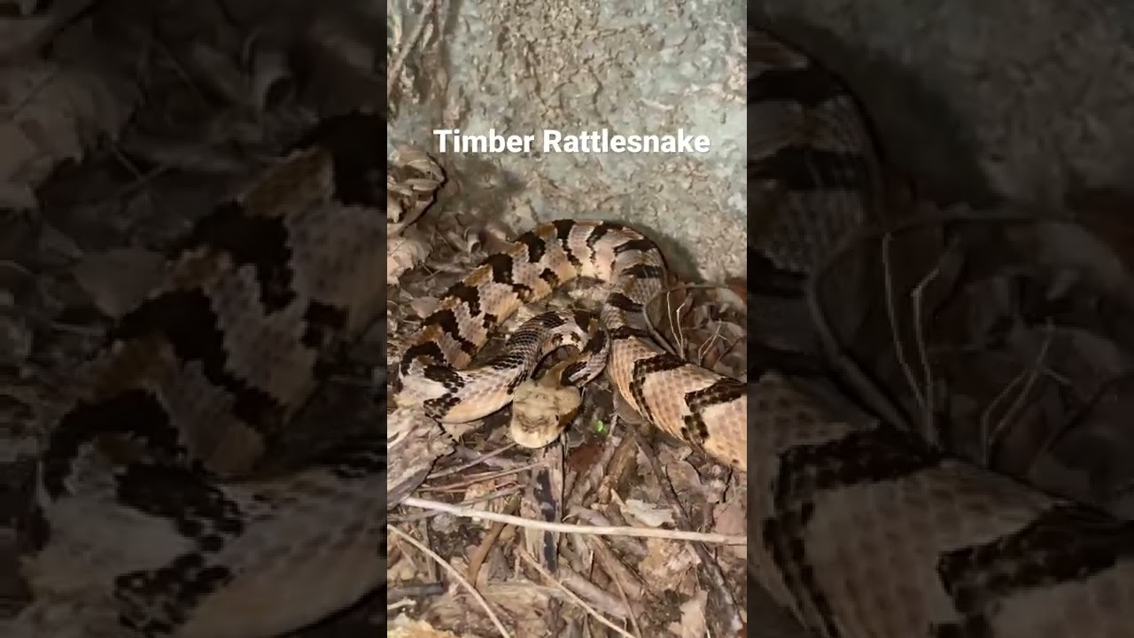 #shorts #oklahoma #snake Timber Rattlesnake!