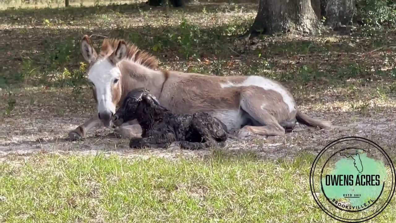 Miracle on Owens Acres: Mini Donkey Births Rare No Light Point Foal! #newlife #unique
