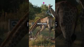 How Can Giraffes Sleep for Only 30 Seconds? 🦒
