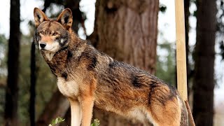 Red Wolf - Very Endangered by Animals101Nature 291 views 6 years ago 1 minute, 2 seconds