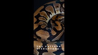 All the Recessives   The Pattern Disruptors 01