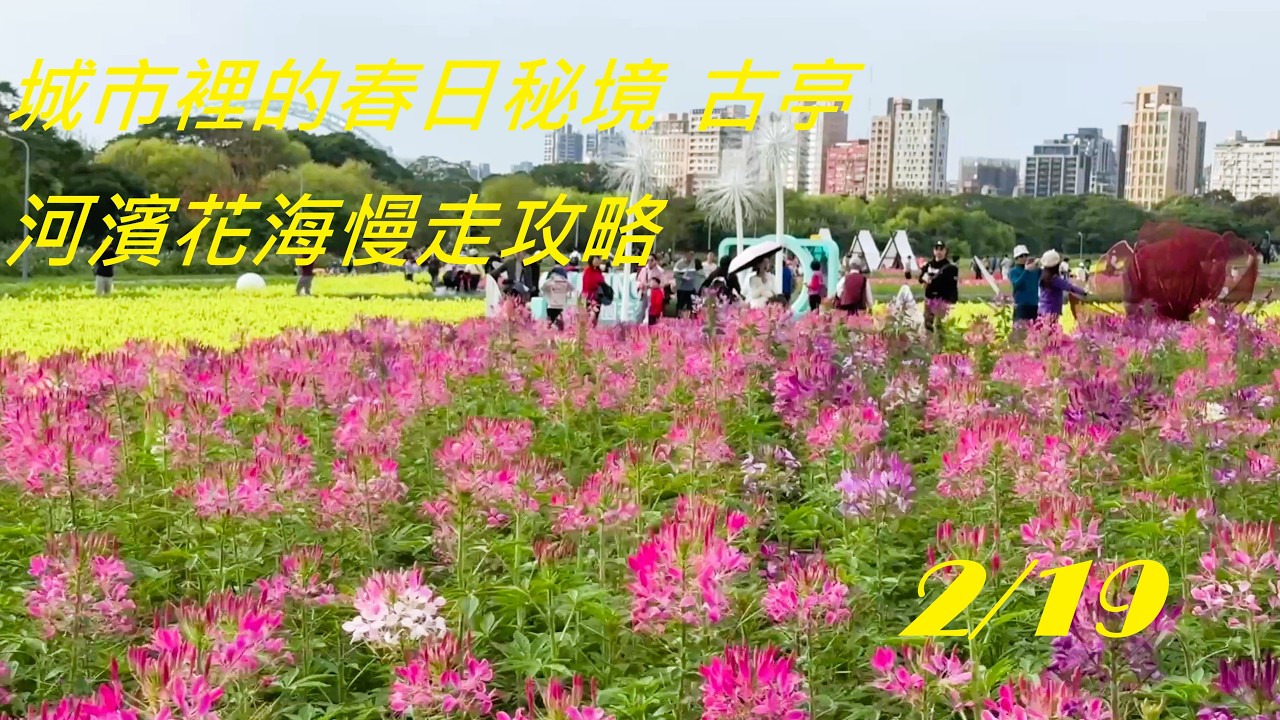 2026 古亭河濱花海盛開！白天壯觀、夜晚更浪漫｜台北最早春天#古亭河濱#古亭河濱花海#台北花海#台北賞花#河濱公園#春天景點#台北景點#花海#夜間燈飾#台北旅遊#打卡景點#Taipei