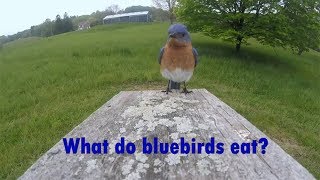 What do bluebirds eat?