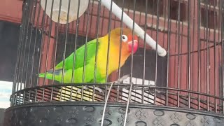 Live Lovebird Gacor