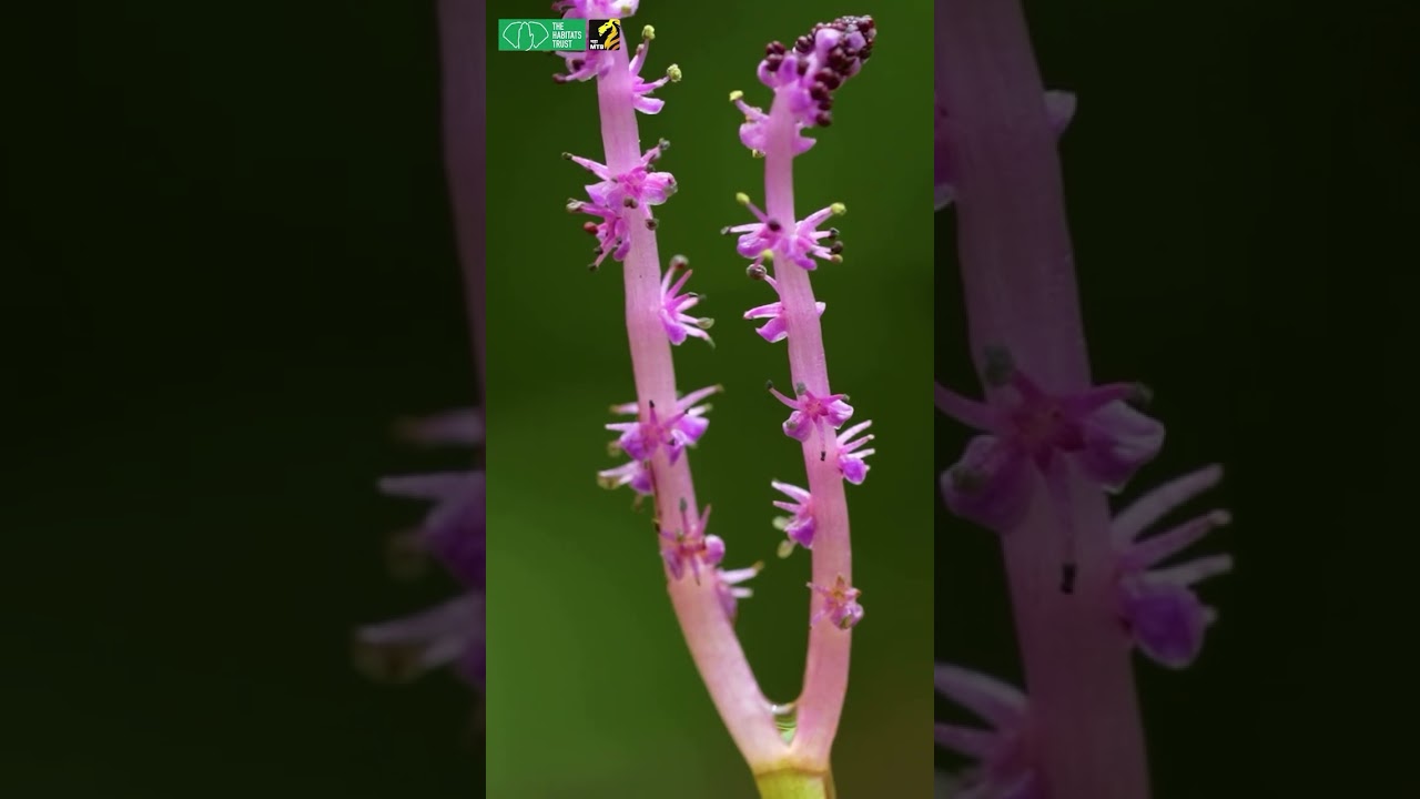 Aponogeton - Satara’s Underwater Lace | THT Short 