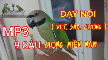 9 Câu Nói Dạy Vẹt ( Mp3). Giọng Miền Nam.