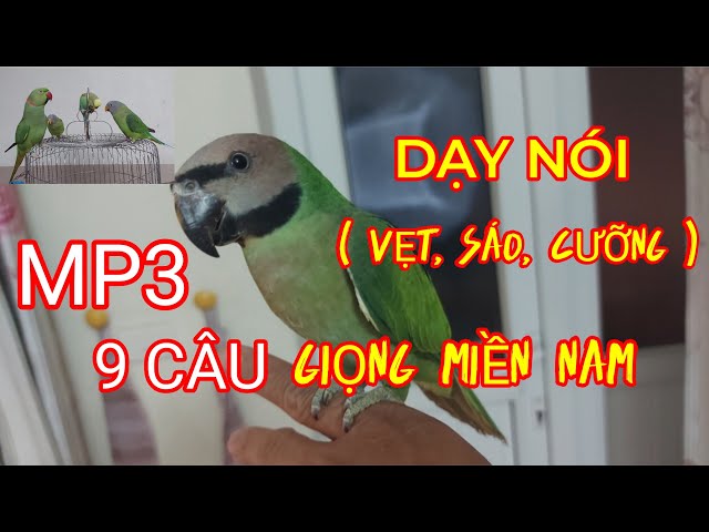 9 Câu Nói Dạy Vẹt ( Mp3). Giọng Miền Nam. class=