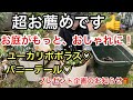 【60代シニアライフ】お庭が劇的に、おしゃれになりそうな植物の植え替え！