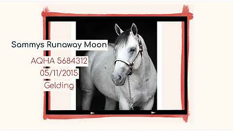 Hip #43 Sammys Runaway Moon  2015 AQHA Grey Gelding
