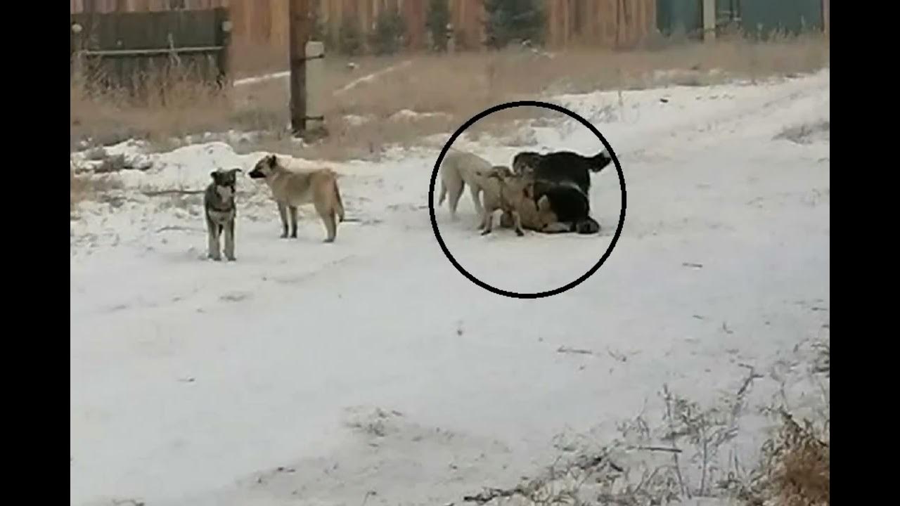 Собака привела медведей к хозяину. Бродячие собаки в Коркино. Стая собак растерзала девочку. Собаки сгрызли девочку.