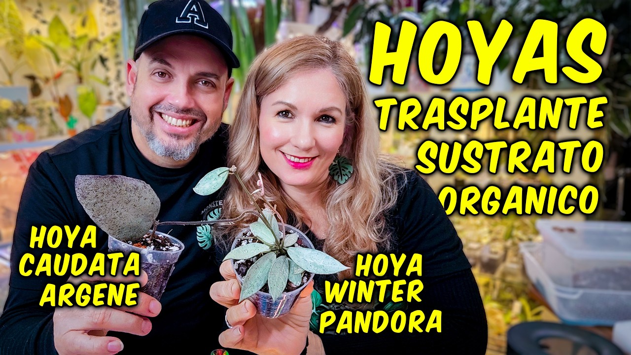 ¡NO CREERÁS EL CAMBIO! 😱🌿 DOS HOYAS RARAS | Resultado Nos Dejó Sin Palabras