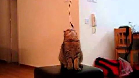 Watch the video about Canon sx40 HS slow motion Video, scottish fold cat Vs USB cable